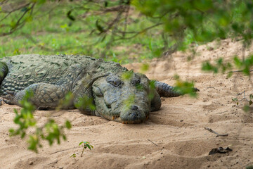 Freshwater crocodile or Crocodylus palustris, resting under tree in Yala National Park