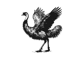 Emu bird hand drawn sketch illustration vector