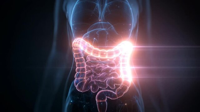 holographic technology displays human intestinal organs