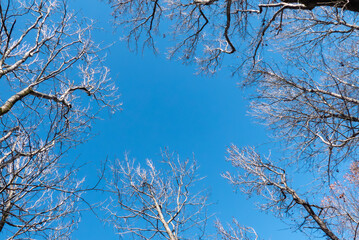 冬の澄んだ青空と枯れ木がつくる風景