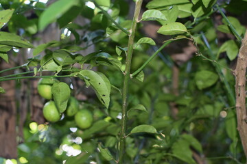 limes tree in the garden are excellent source of vitamin C. Green organic lime citrus fruit hanging on tree. green lemons hanging on branch. Branches of green lime tree with ripe fruits growing