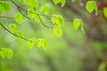 しっとりとした雨上がりの新緑の葉が生い茂る様子11