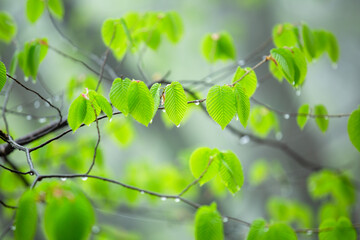 しっとりとした雨上がりの新緑の葉が生い茂る様子3