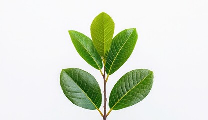 Fresh Green Leaves on a Branch Against a Soft White Background for Nature and Botany Themes