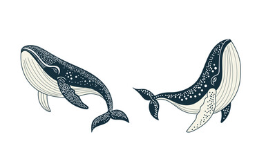 Vector illustration of a killer whale, Isolate file