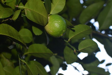 limes tree in the garden are excellent source of vitamin C. Green organic lime citrus fruit hanging on tree. green lemons hanging on branch. Branches of green lime tree with ripe fruits growing