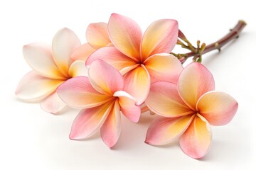 mango flowers isolated on white background