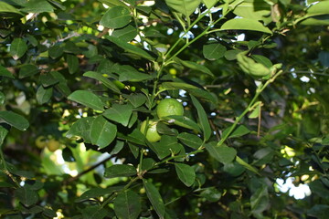 limes tree in the garden are excellent source of vitamin C. Green organic lime citrus fruit hanging on tree. green lemons hanging on branch. Branches of green lime tree with ripe fruits growing