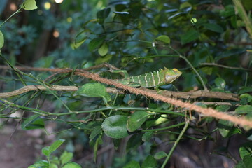 Close-Up of a Colorful Lizard Resting on a Rock in Natural Habitat – Reptile Wildlife Photography. Detailed View of a Lizard in the Sunlight – Scaly Skin Texture and Sharp Claws Captured in best
