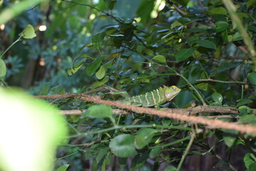 Close-Up of a Colorful Lizard Resting on a Rock in Natural Habitat – Reptile Wildlife Photography. Detailed View of a Lizard in the Sunlight – Scaly Skin Texture and Sharp Claws Captured in best