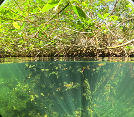 green grass in the pond