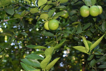 limes tree in the garden are excellent source of vitamin C. Green organic lime citrus fruit hanging on tree. green lemons hanging on branch. Branches of green lime tree with ripe fruits growing