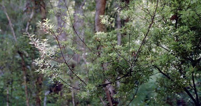 Foliage of a Young Kauri Branch - Native New Zealand Tree Detail