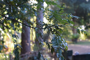 Close-Up of Fresh Curry Leaves Gently Held in a tree – Natural Herbal Leaf Photography in Daylight. Aromatic Green Curry Leaf Cluster Held in Palm Fresh Organic Herb from Tropical Garden. Curry Leaves