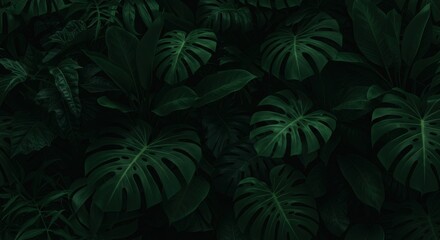 Fototapeta premium Dense dark green jungle foliage