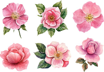 Romantic Watercolor Pink Rose