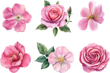 Botanical Watercolor Pink Rose – Romantic Wedding Element