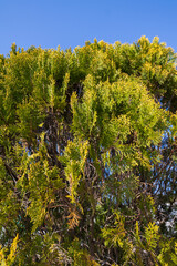 Vibrant Green Tree Against Clear Blue Sky