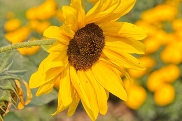 Close up of Blooming Sunflower