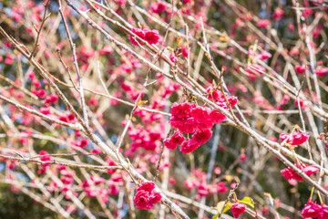 Vibrant Pink Taiwan Cherry Blossoms on Bare Branches