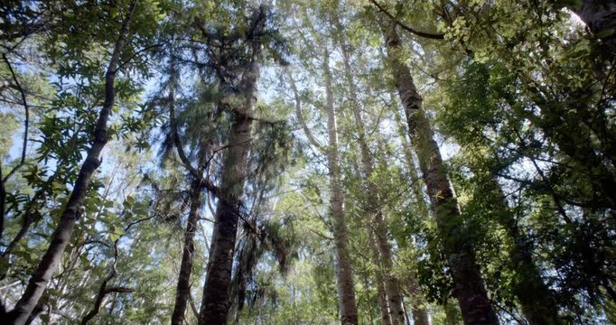 Treetops of the Giant Kauri Trees &ndash; Majestic Canopy of New Zealand's Forest Giants