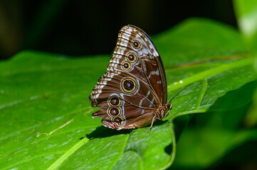 Common Morpho Butterfly at Meijer Botanical Gardens, in Grand Rapids, Michigan.