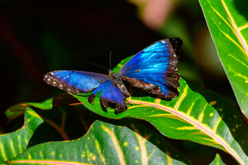 Common Morpho Butterfly at Meijer Botanical Gardens, in Grand Rapids, Michigan.