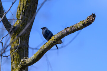 A Rusty Blackbird at Ottawa National Wildlife Refuge in Oak Harbor, Ohio.
