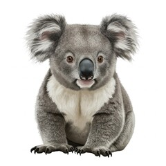 Fototapeta premium Koala isolated on white background. Australian wildlife with unique features and peaceful demeanor. 