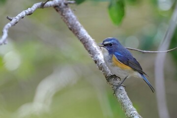 singing a blue little bird, Red-flanked Bluetail