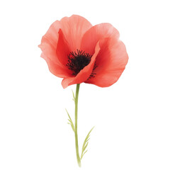 Naklejka premium Vibrant poppy petals unfurled nature watercolor painting artistic close-up