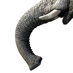 elephant trunk and tusk