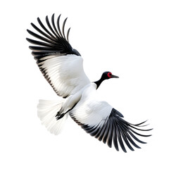 Fototapeta premium a beautiful bird