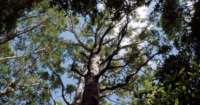 Treetops of the Giant Kauri Trees &ndash; Majestic Canopy of New Zealand's Forest Giants