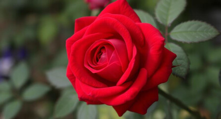 The Beauty of Red Roses 