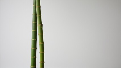 Fototapeta premium Serene Stalks: A Minimalist Portrait of Two Green Bamboo Shoots Against a Soft, Subtle Backdrop.