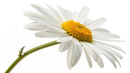 Plant floral blossom flora flower blooming spring closeup summer isolated white daisy nature,chamomiles with leaf on white.