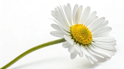Fototapeta premium Plant floral blossom flora flower blooming spring closeup summer isolated white daisy nature,chamomiles with leaf on white.