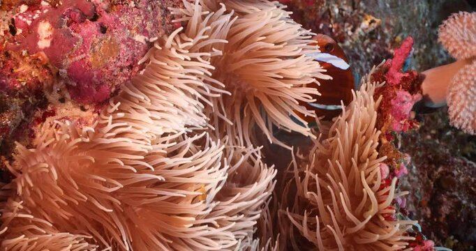 Clownfish cute nemo anemonefish ocean life underwater tropical great barrier reef