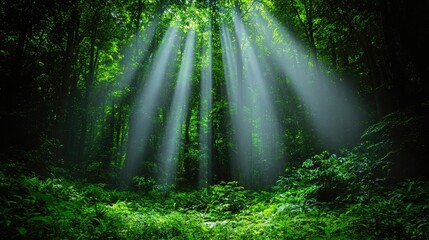 Sun rays filter through dense, green forest canopy illuminating the scene below