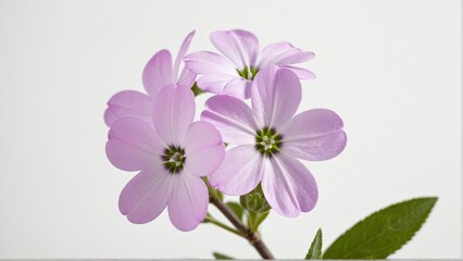 Obraz premium Delicate Beauty: A close-up of five-petaled pink flowers showcasing their intricate details against a clean and minimalistic background.