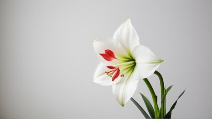 Fototapeta premium A Captivating Amaryllis: Delicate White Petals with Vibrant Red Accents on a Light Background, Embodiment of Elegance and Natural Beauty.