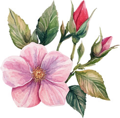 pink rose isolated on white