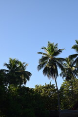 Obraz premium Tall Coconut Tree Reaching Towards the Blue Sky – Tropical Nature Background with Palm Leaves Silhouetted Against Sunlight. Majestic Coconut Tree Under Clear Sky – Scenic Tropical Tree with Vibrant
