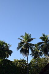 Tall Coconut Tree Reaching Towards the Blue Sky – Tropical Nature Background with Palm Leaves Silhouetted Against Sunlight. Majestic Coconut Tree Under Clear Sky – Scenic Tropical Tree with Vibrant