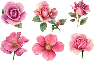 Watercolor Pink Rose Flower Illustration – Hand-Painted Floral Art