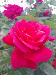 pink roses in garden