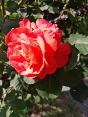 red rose in garden