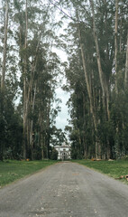 Obraz premium Large Spanish Hacienda House down Long Driveway