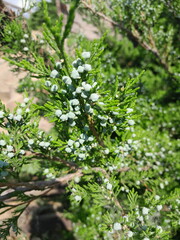 green branch of juniper in the forest